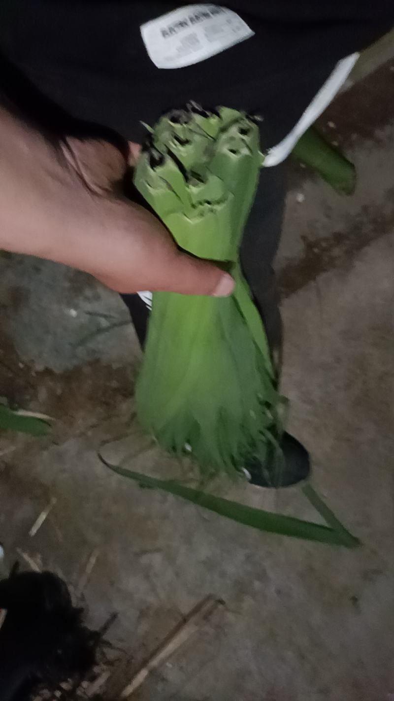 芦苇叶