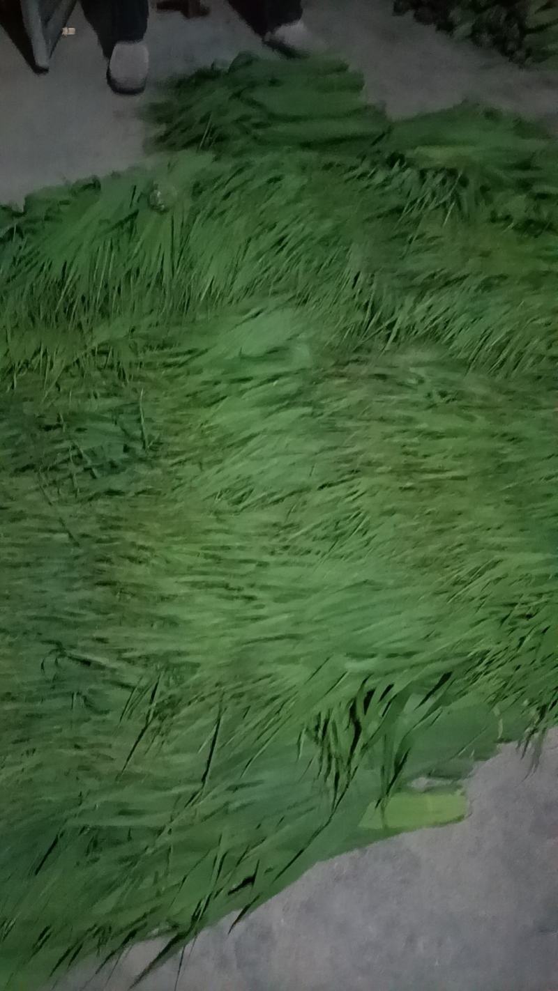 芦苇叶