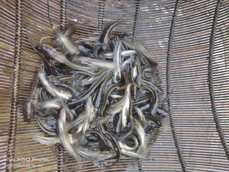 (大口鲢鱼)南方大口鲢苗鱼场直供质量保证欢迎订购