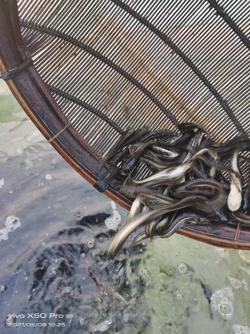 (大口鲢鱼)南方大口鲢苗鱼场直供质量保证欢迎订购