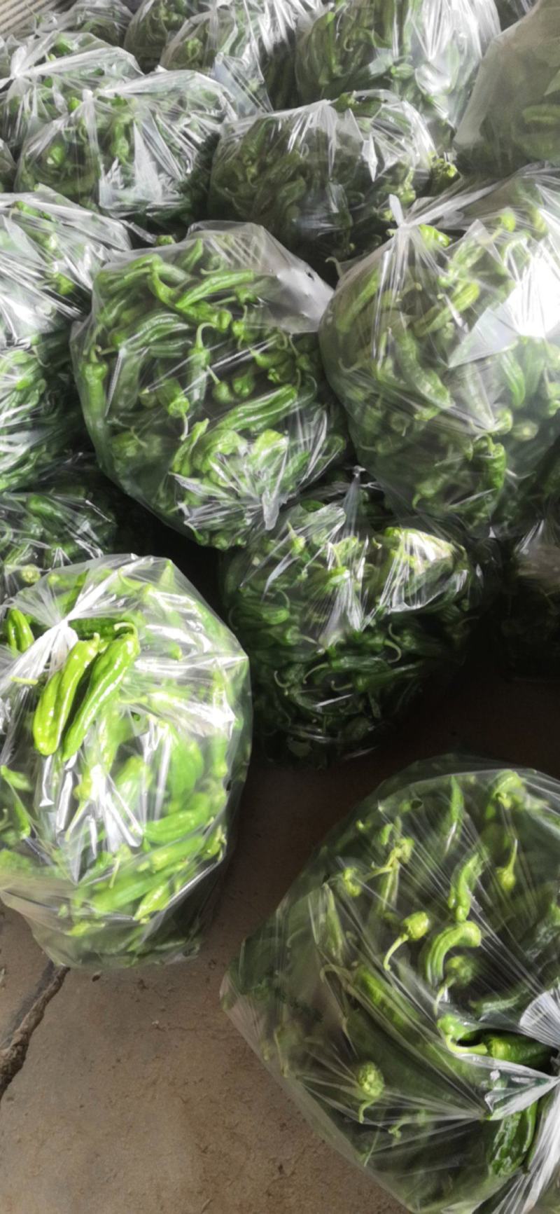 301泡椒产地大量上市中，货量稳定，出货量稳定，欢迎选购