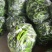 301泡椒产地大量上市中，货量稳定，出货量稳定，欢迎选购