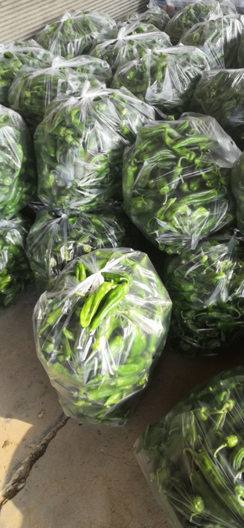 301泡椒产地大量上市中，货量稳定，出货量稳定，欢迎选购