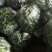 301泡椒产地大量上市中，货量稳定，出货量稳定，欢迎选购