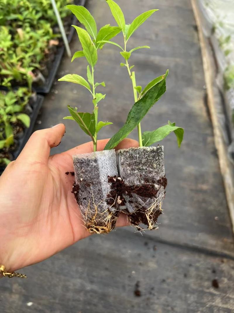 粉白色重瓣麦李袋苗耐-25°用于园林工程绿化全国发