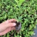 粉白色重瓣麦李袋苗耐-25°用于园林工程绿化全国发