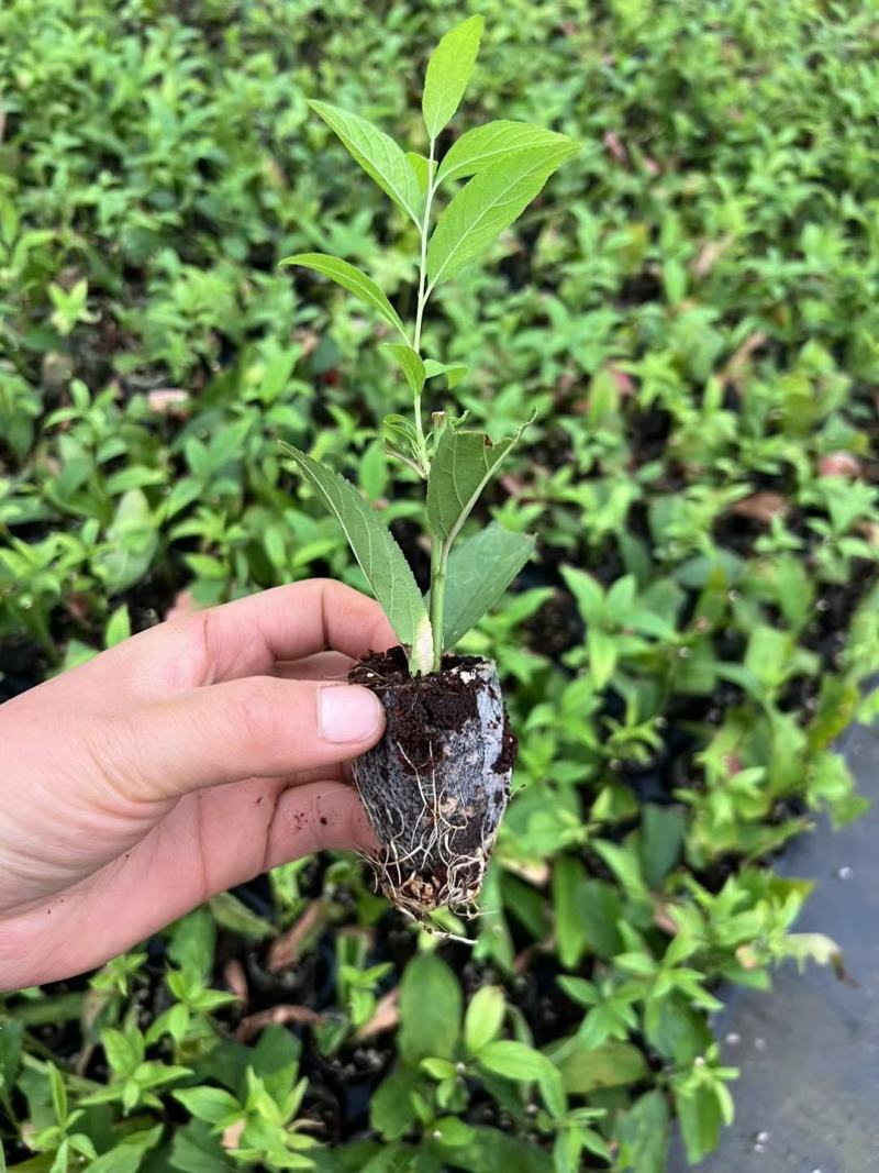 粉白色重瓣麦李袋苗耐-25°用于园林工程绿化全国发