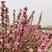 粉白色重瓣麦李袋苗可用于园艺绿化工程全国各地都可发