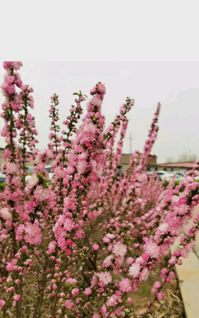 粉白色重瓣麦李袋苗耐-25°用于园林工程绿化全国发