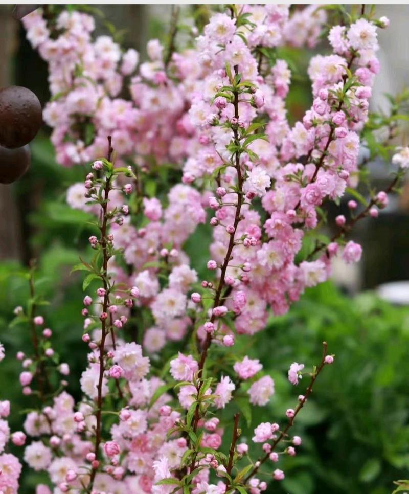 粉白色重瓣麦李袋苗可用于园艺绿化工程全国各地都可发