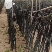 福建莆田干海带大量批发