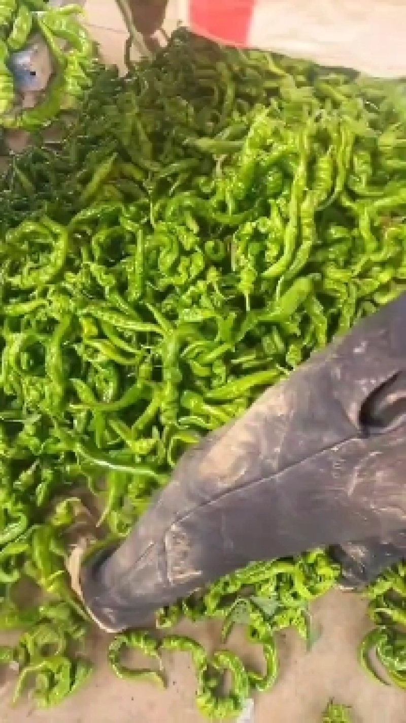 螺丝椒