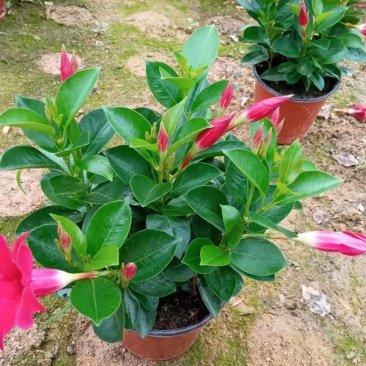 飘香藤各种规格
