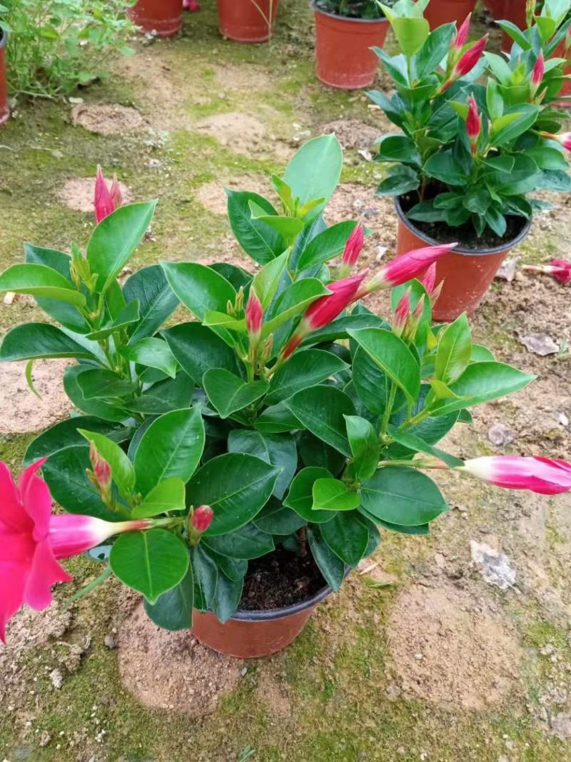 飘香藤各种规格