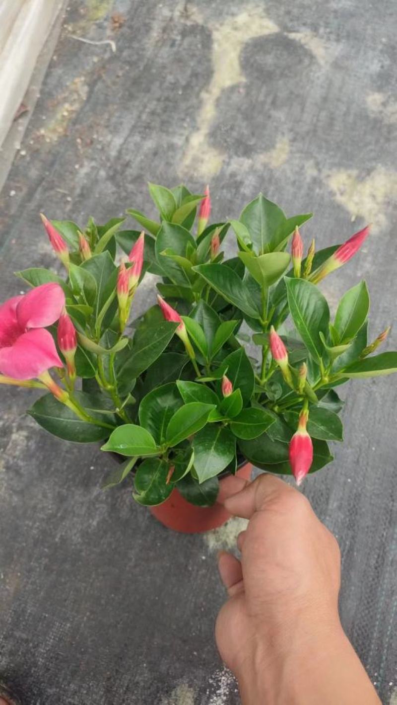 飘香藤各种规格