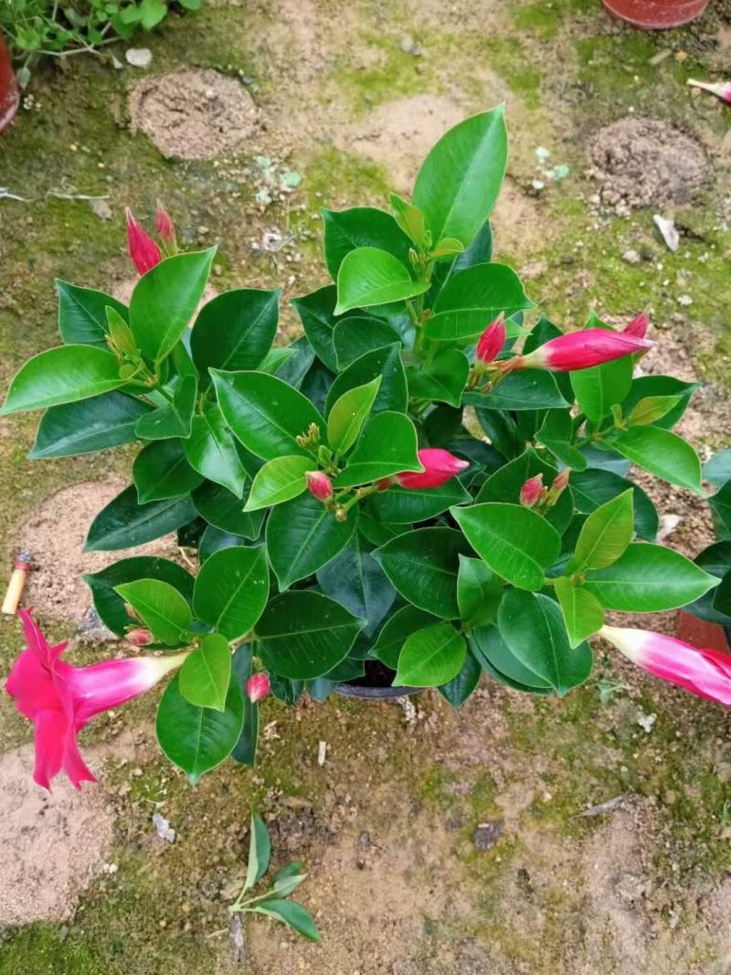 飘香藤各种规格