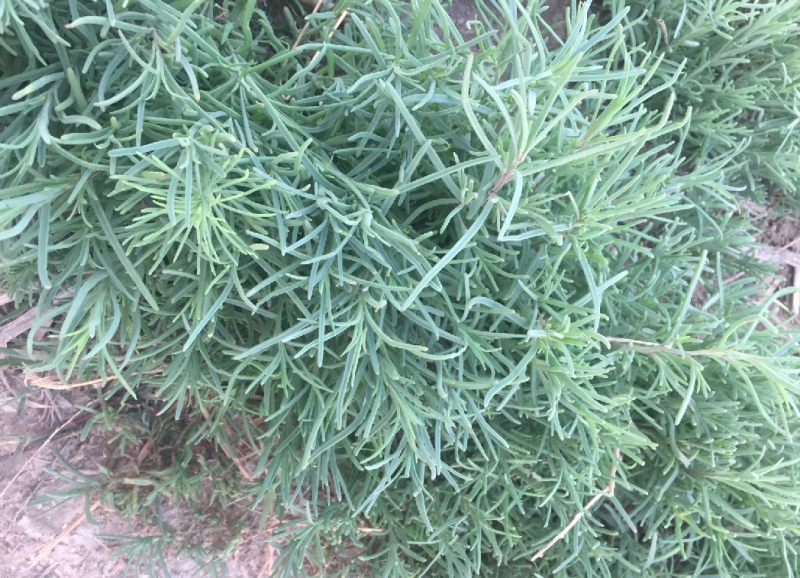 野生黄须菜碱蓬莱黄荆菜山东特产野菜