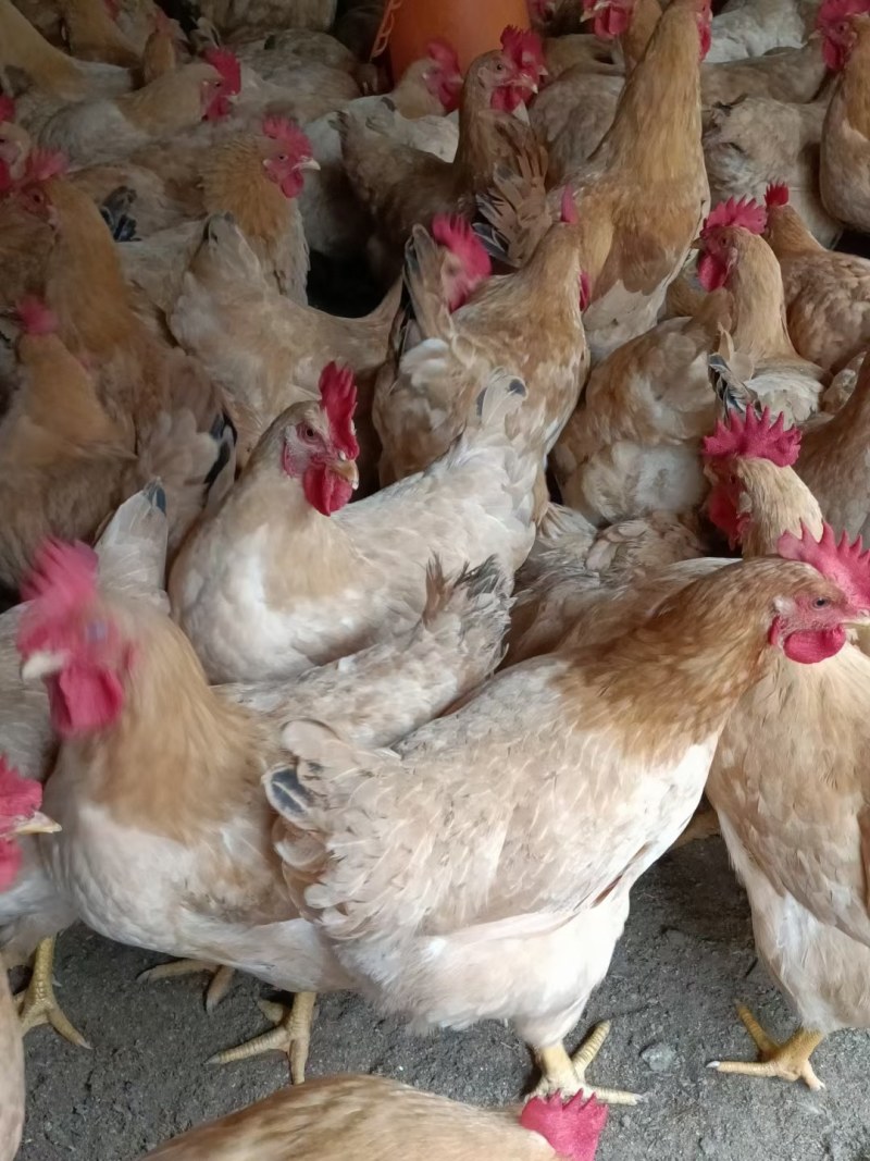 黄土鸡苗岭南黄鸡苗三黄鸡苗土鸡苗质量好包打疫苗