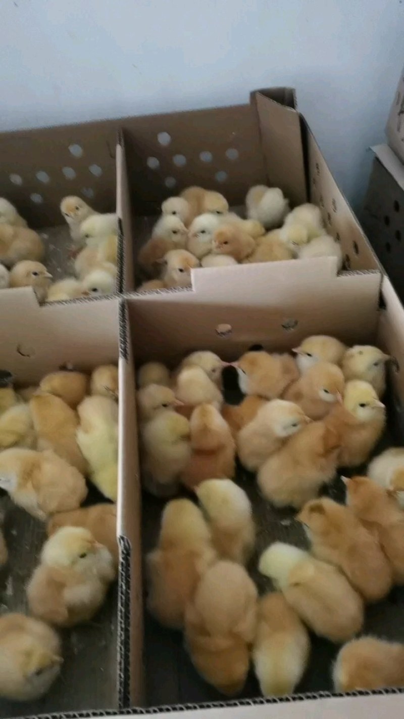 黄土鸡苗岭南黄鸡苗三黄鸡苗土鸡苗质量好包打疫苗