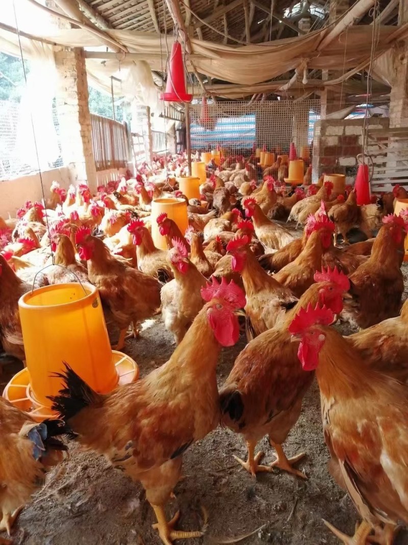 黄土鸡苗岭南黄鸡苗三黄鸡苗土鸡苗质量好包打疫苗