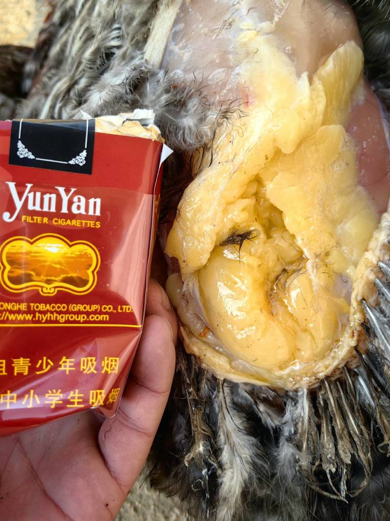 八个半月粮食老母鸡