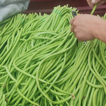 南阳长豆角豇豆角实力产地全国发货协助装车发货快