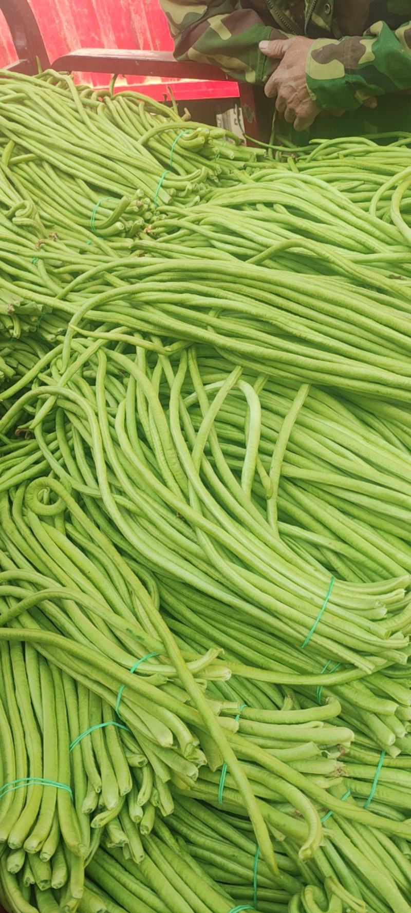 南阳长豆角豇豆角实力产地全国发货协助装车发货快