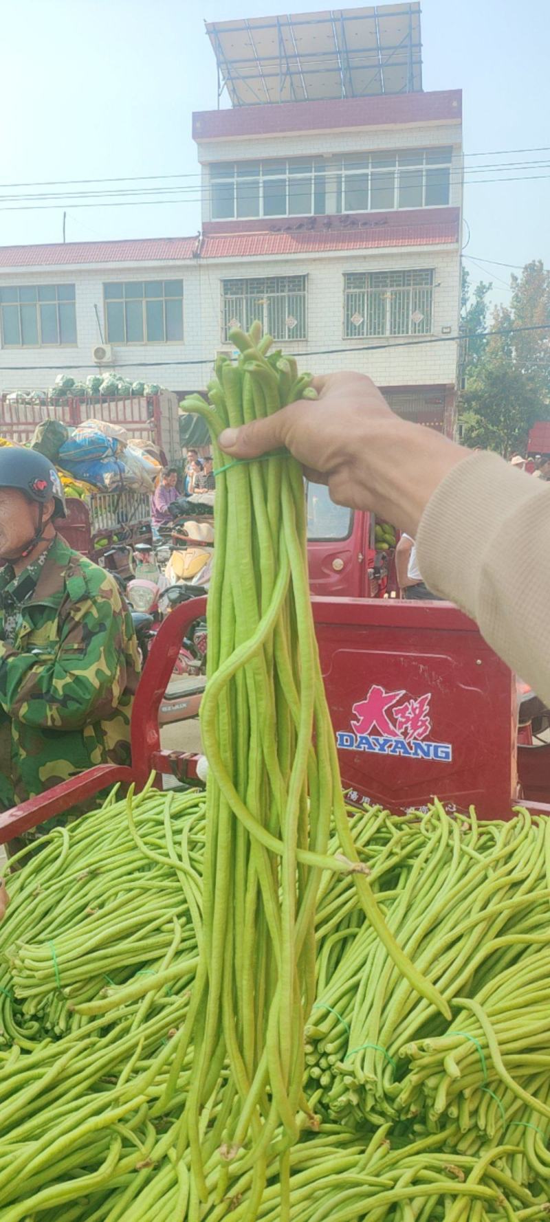 南阳长豆角豇豆角实力产地全国发货协助装车发货快