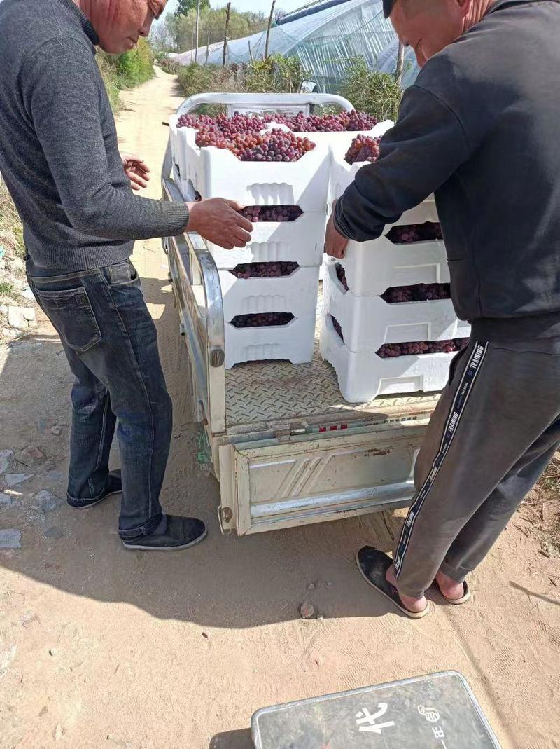 茉莉香葡萄大量有货产地直发现摘现发供应全国欢迎电联
