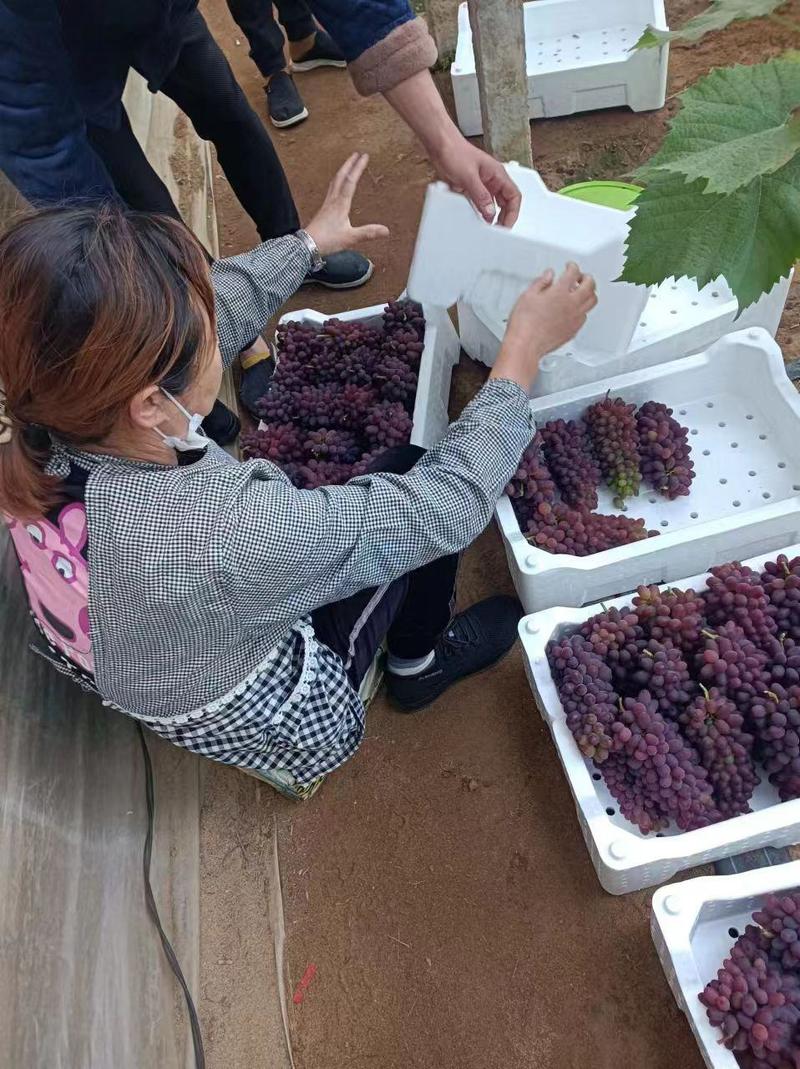 茉莉香葡萄大量有货产地直发现摘现发供应全国欢迎电联