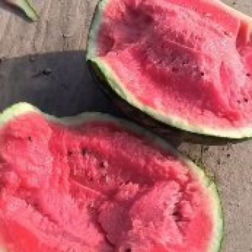 甜王西瓜上市啦甜王系列各种品种都有质量好