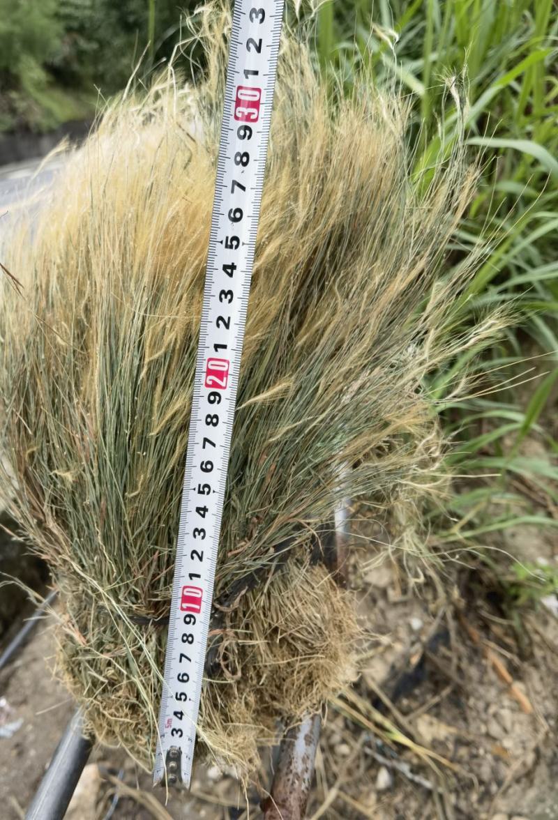 金丝草猫毛草云南毛毛草山区毛猫草农村土货金丝草