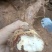 野生新鲜白肉土茯苓