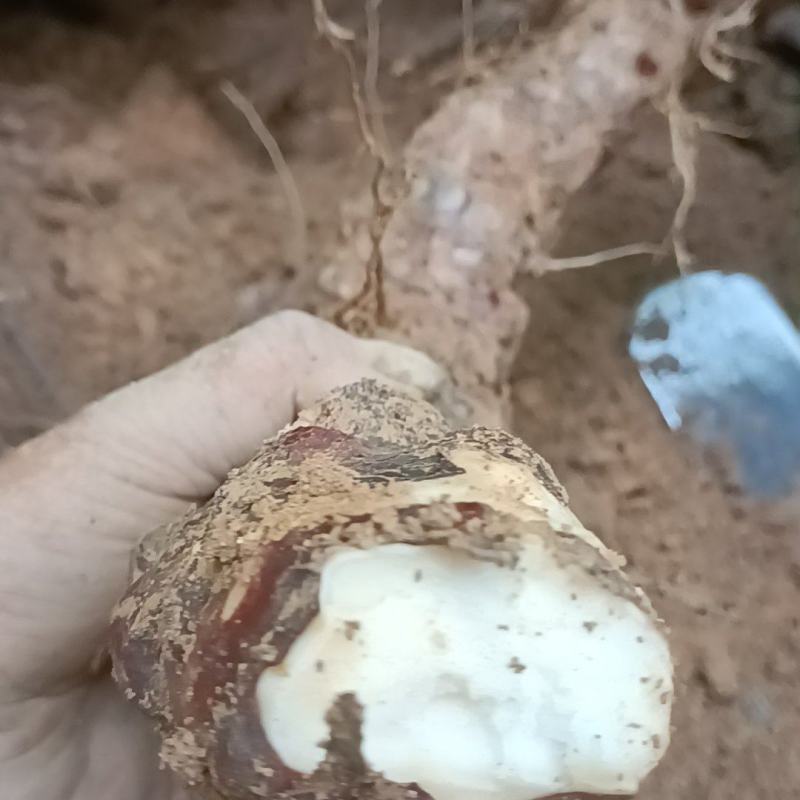 野生新鲜白肉土茯苓