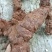 野生新鲜白肉土茯苓