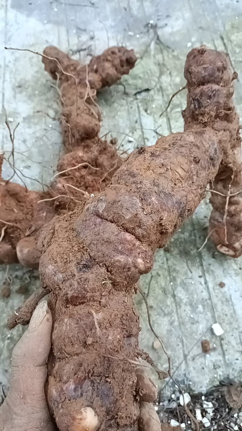 野生新鲜白肉土茯苓
