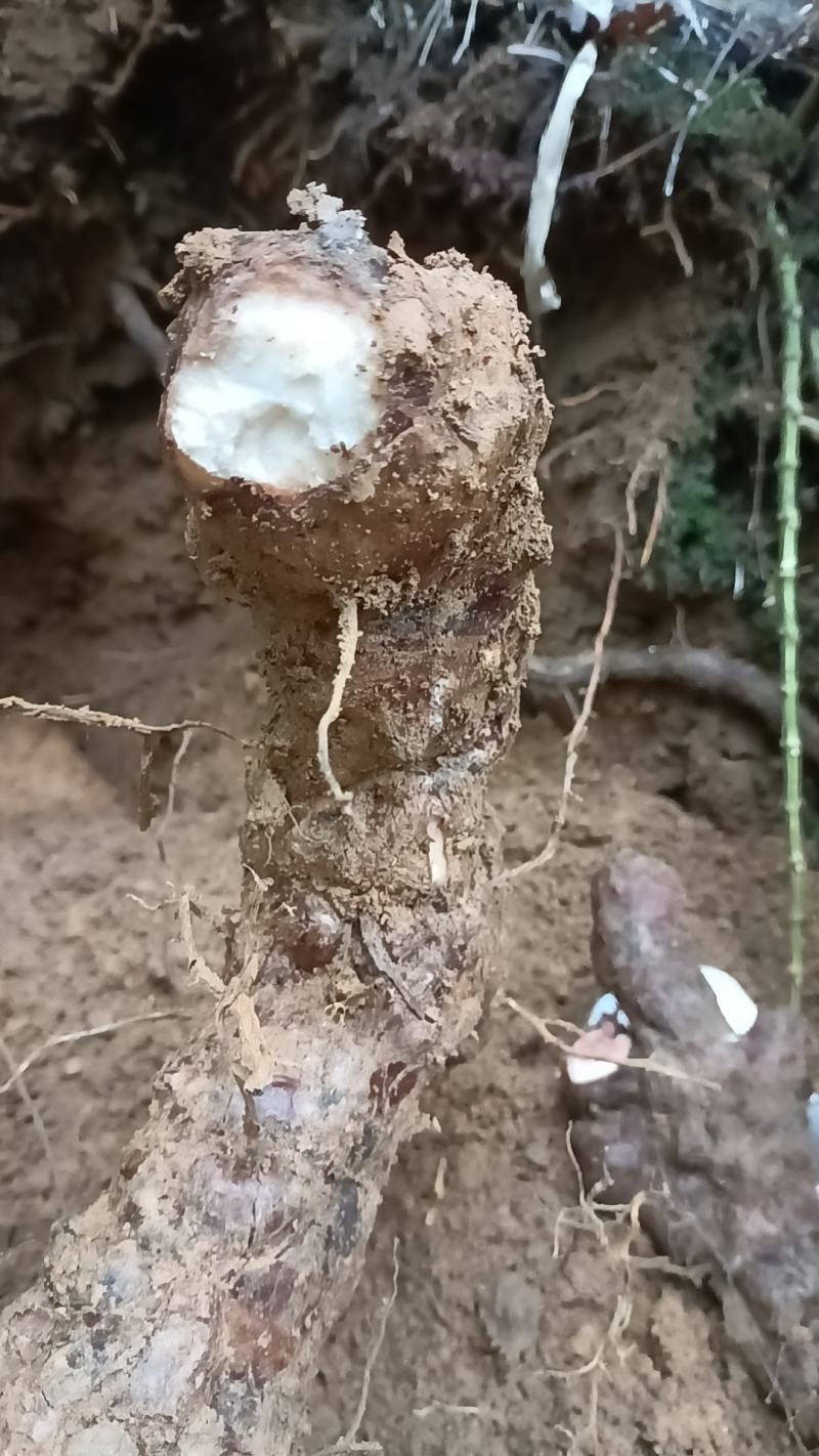 野生新鲜白肉土茯苓