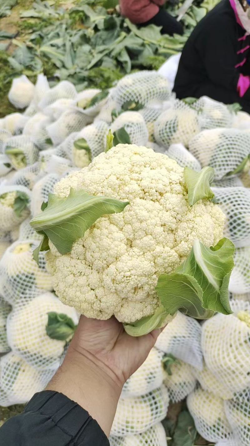 河南通许菜花白面青梗散花/花菜货源充足/冷库打冷发货