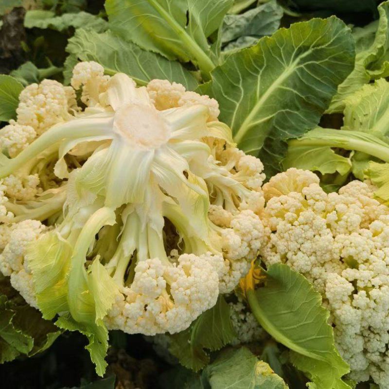 河南通许菜花白面青梗散花/花菜货源充足/冷库打冷发货