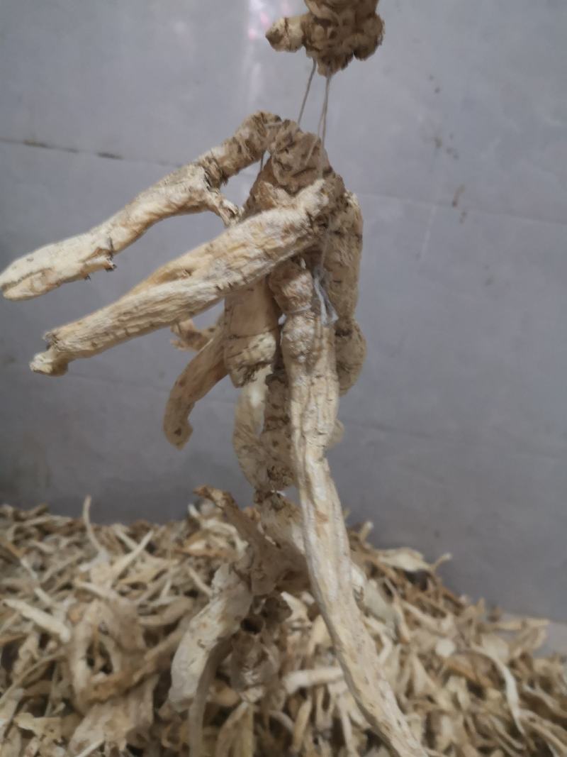 南沙参
