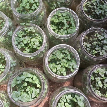 张家口张北县脱毒土豆苗，脱毒干净，质量优良