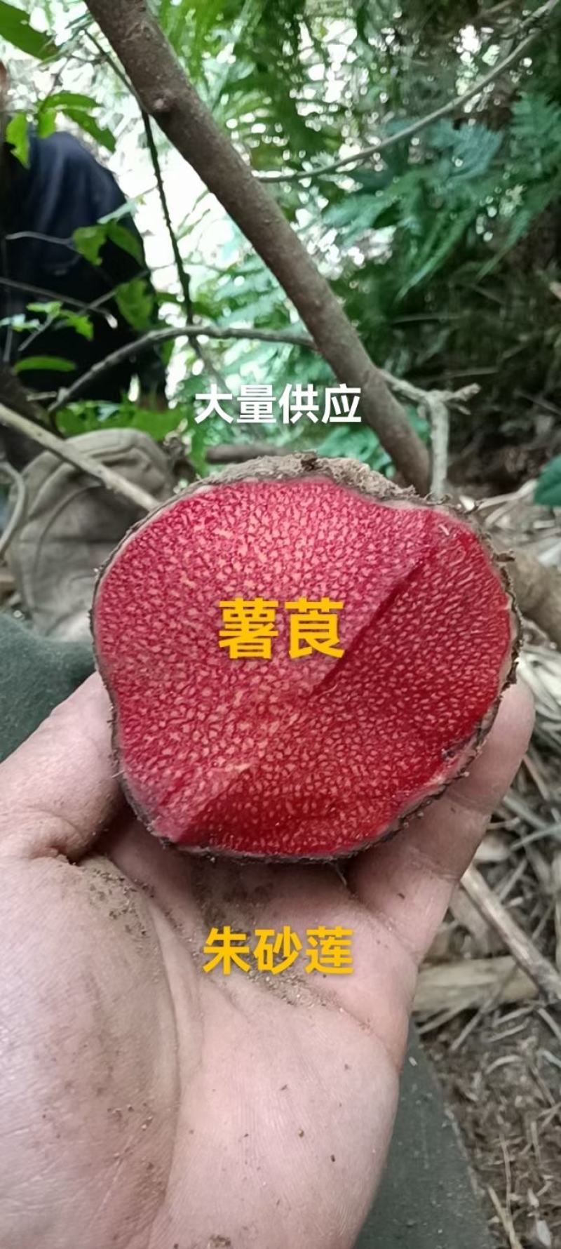 薯莨
