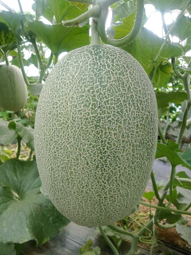 晓蜜，黄金八号，玉菇