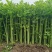 硕源香芹种子四季小香芹无纤维黄绿速生耐热菜农芹菜种子籽