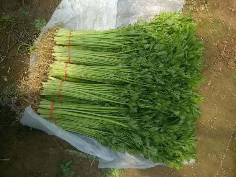 硕源香芹种子四季小香芹无纤维黄绿速生耐热菜农芹菜种子籽
