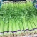 硕源香芹种子四季小香芹无纤维黄绿速生耐热菜农芹菜种子籽
