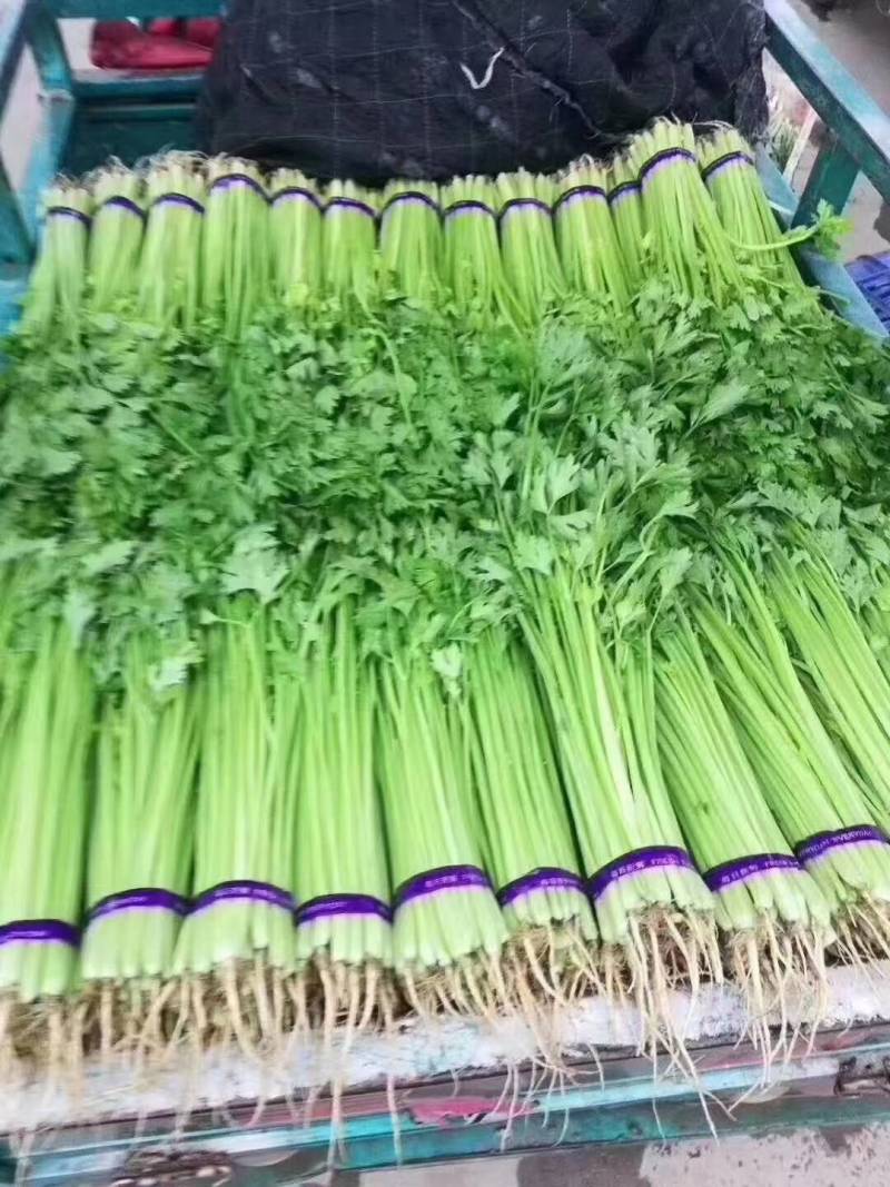 硕源香芹种子四季小香芹无纤维黄绿速生耐热菜农芹菜种子籽