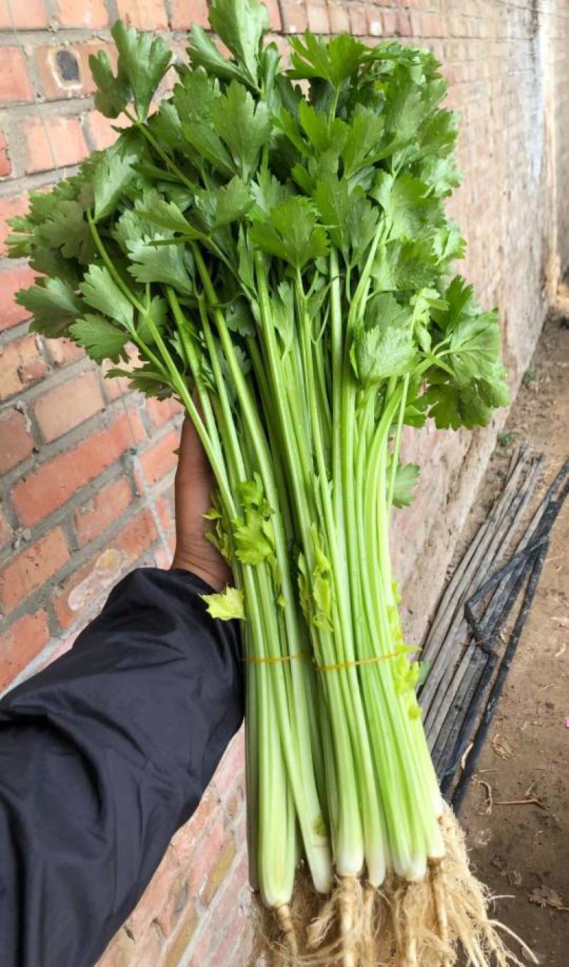 硕源香芹种子四季小香芹无纤维黄绿速生耐热菜农芹菜种子籽