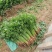 硕源香芹种子四季小香芹无纤维黄绿速生耐热菜农芹菜种子籽