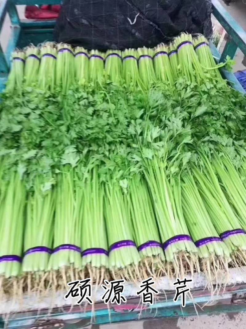 硕源香芹种子四季小香芹无纤维黄绿速生耐热菜农芹菜种子籽